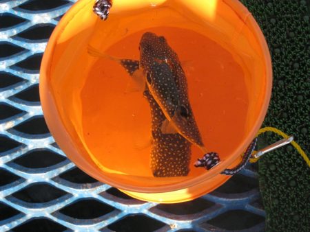 オリジナルメーカー海づり公園(市原市海づり施設) 釣果