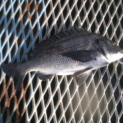 オリジナルメーカー海づり公園(市原市海づり施設) 釣果