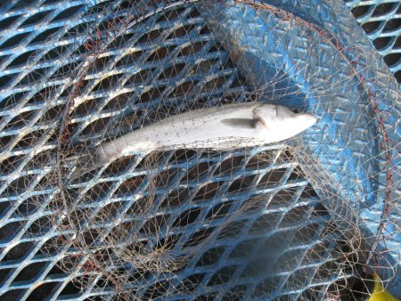 オリジナルメーカー海づり公園(市原市海づり施設) 釣果