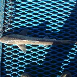 オリジナルメーカー海づり公園(市原市海づり施設) 釣果