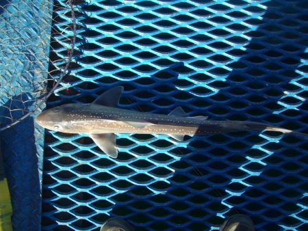 オリジナルメーカー海づり公園(市原市海づり施設) 釣果