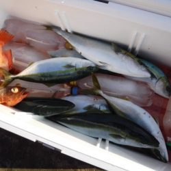 BlueNote Fishing Taxi 釣果