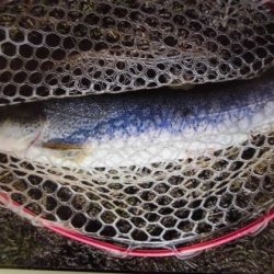 高萩ふれあいの里フィッシングエリア 釣果