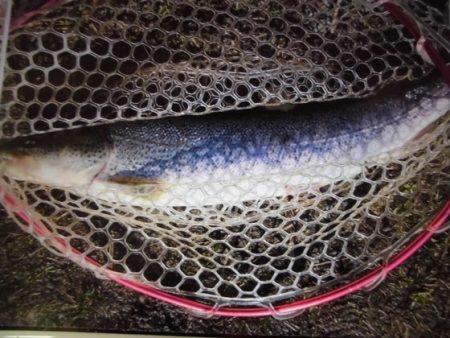 高萩ふれあいの里フィッシングエリア 釣果