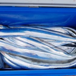 遊漁船 ニライカナイ 釣果