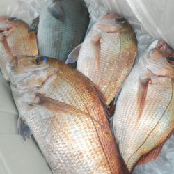 こうゆう丸 釣果