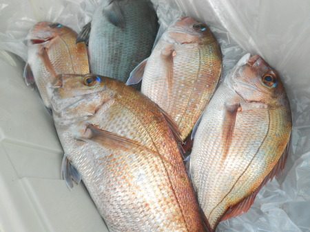 こうゆう丸 釣果