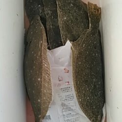 フィッシングガイド りょう 釣果