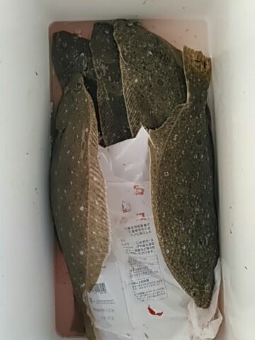 フィッシングガイド りょう 釣果