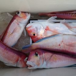 大進丸（新潟） 釣果