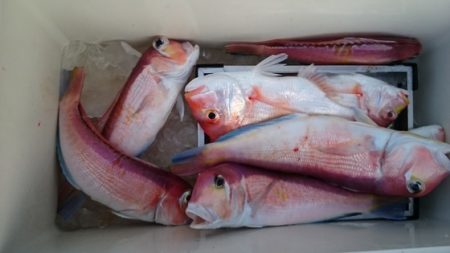 大進丸（新潟） 釣果