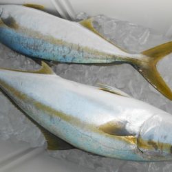 こうゆう丸 釣果