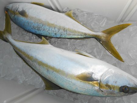 こうゆう丸 釣果