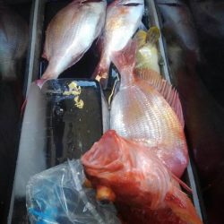 遊漁船 新鋭丸 釣果