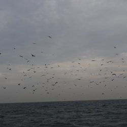 へいみつ丸 釣果