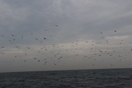 へいみつ丸 釣果