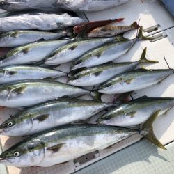 ふじしめ丸 釣果