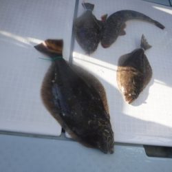 遊漁船 幸友丸 釣果