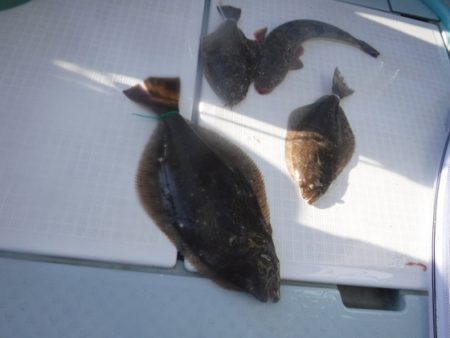 遊漁船 幸友丸 釣果