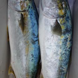 伊豆下田フィッシング 釣果