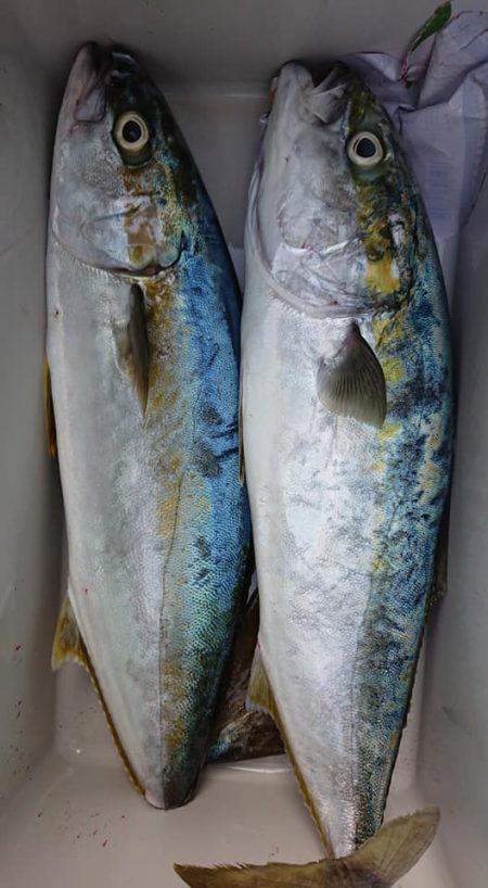 伊豆下田フィッシング 釣果