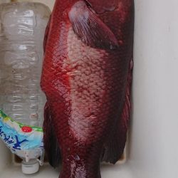 伊豆下田フィッシング 釣果