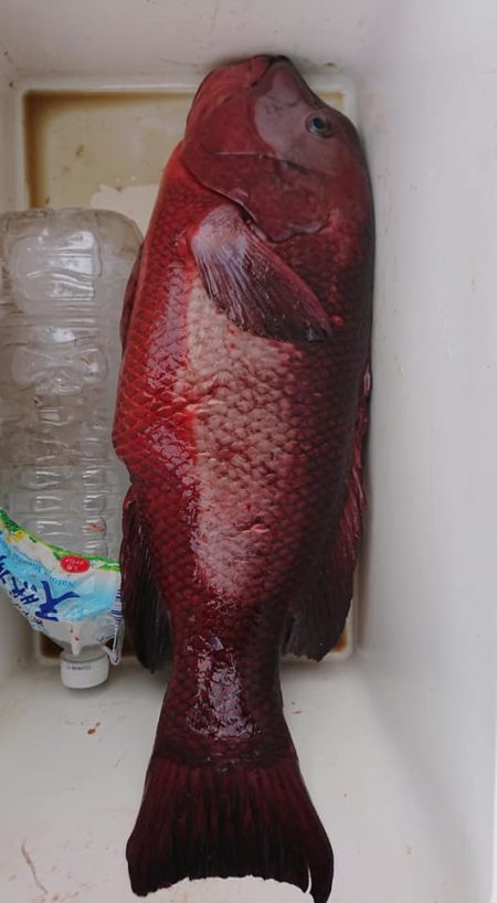 伊豆下田フィッシング 釣果