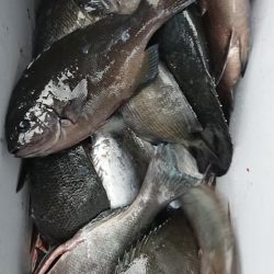 伊豆下田フィッシング 釣果