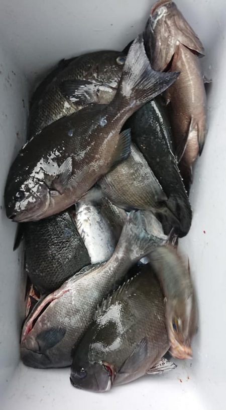 伊豆下田フィッシング 釣果