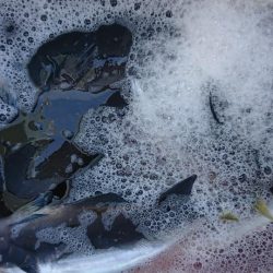 伊豆下田フィッシング 釣果