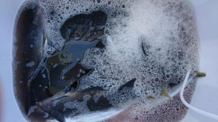 伊豆下田フィッシング 釣果