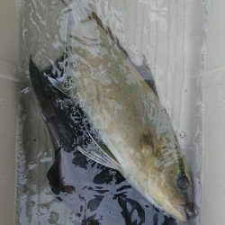 伊豆下田フィッシング 釣果