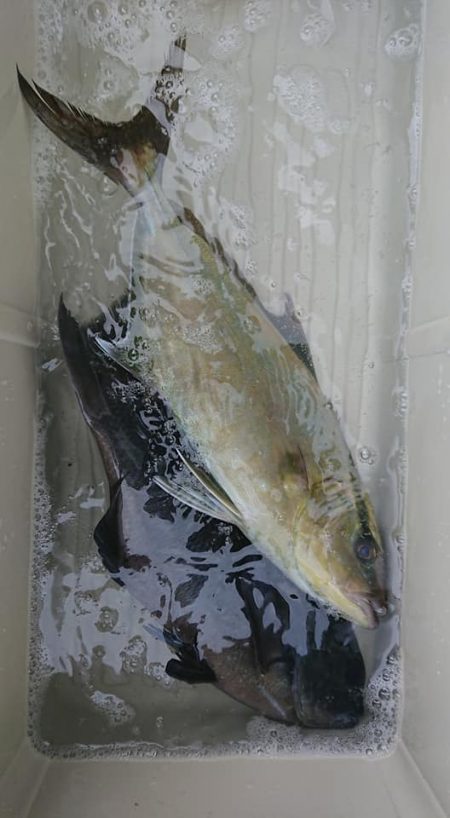 伊豆下田フィッシング 釣果