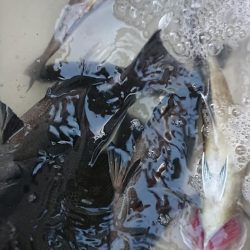 伊豆下田フィッシング 釣果