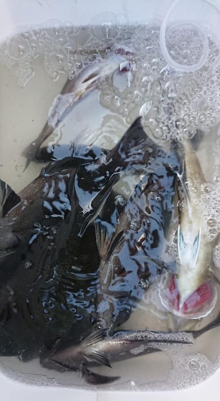 伊豆下田フィッシング 釣果