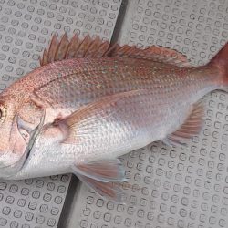 Fisherman Dreams DI 釣果