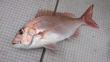 Fisherman Dreams DI 釣果