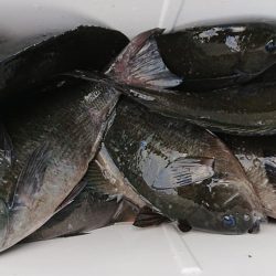 伊豆下田フィッシング 釣果