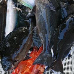 伊豆下田フィッシング 釣果
