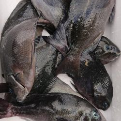 伊豆下田フィッシング 釣果