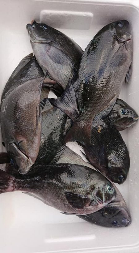 伊豆下田フィッシング 釣果