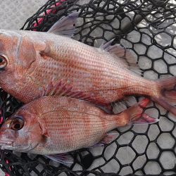 Fisherman Dreams DI 釣果