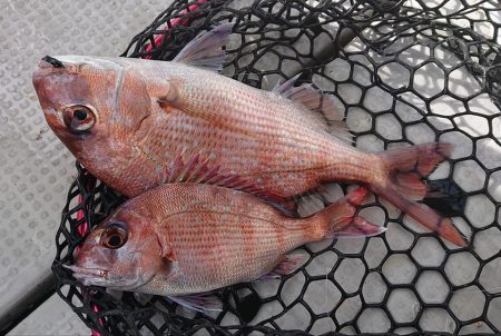 Fisherman Dreams DI 釣果