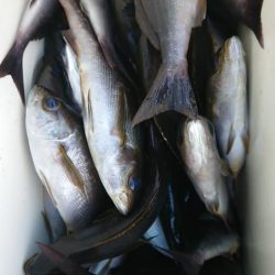 伊豆下田フィッシング 釣果