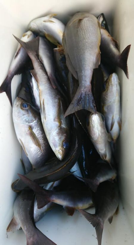 伊豆下田フィッシング 釣果