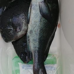 伊豆下田フィッシング 釣果