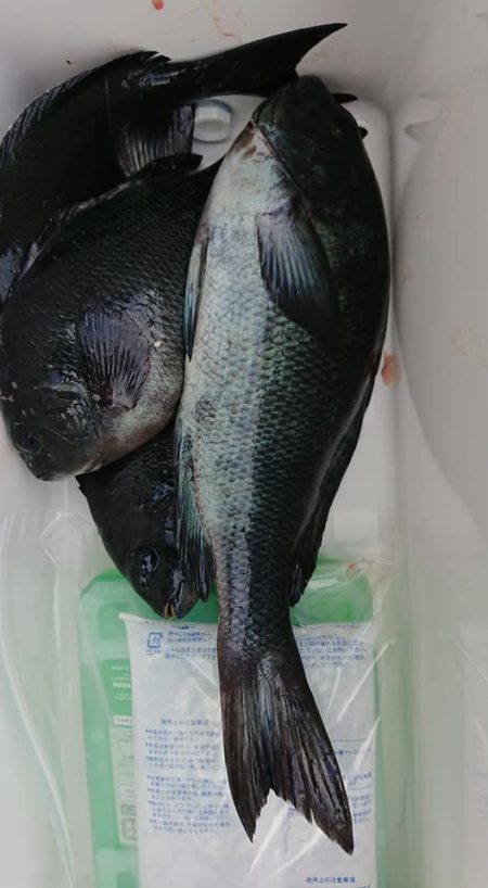 伊豆下田フィッシング 釣果