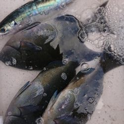 伊豆下田フィッシング 釣果