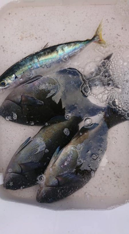 伊豆下田フィッシング 釣果