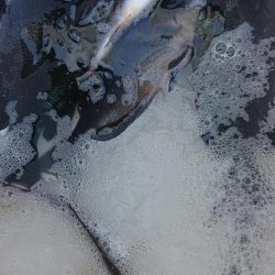 伊豆下田フィッシング 釣果